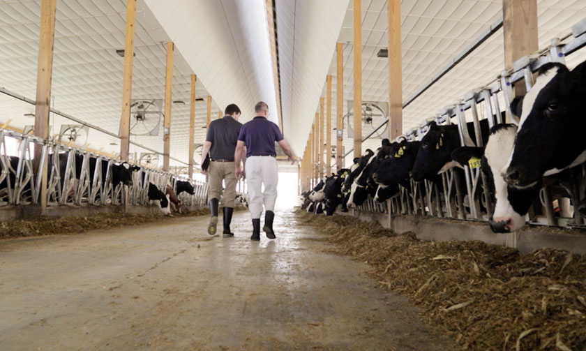 Read more about the article Strategies for Auditing Rations and Reducing Milk Flow