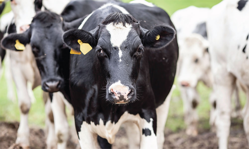 Read more about the article 10 Numbers to Improve Your Dairy’s Financial Performance