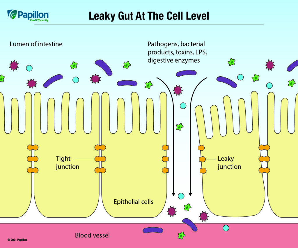 Papillon- leaky gut at the cell level