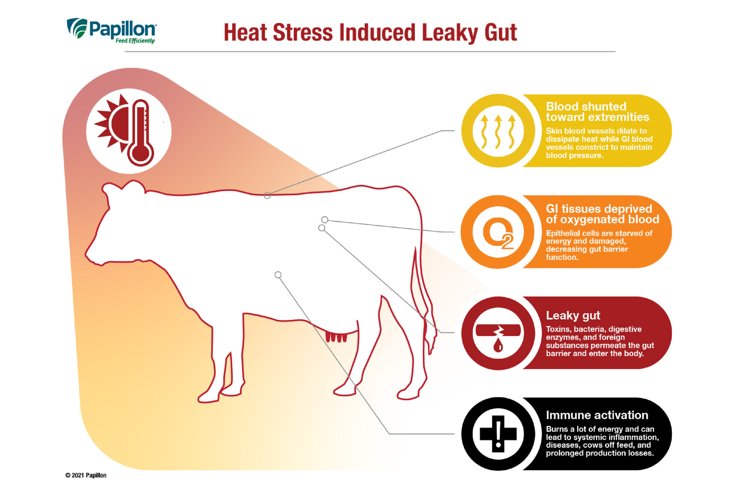 Papillon- Heat stress induced leaky gut