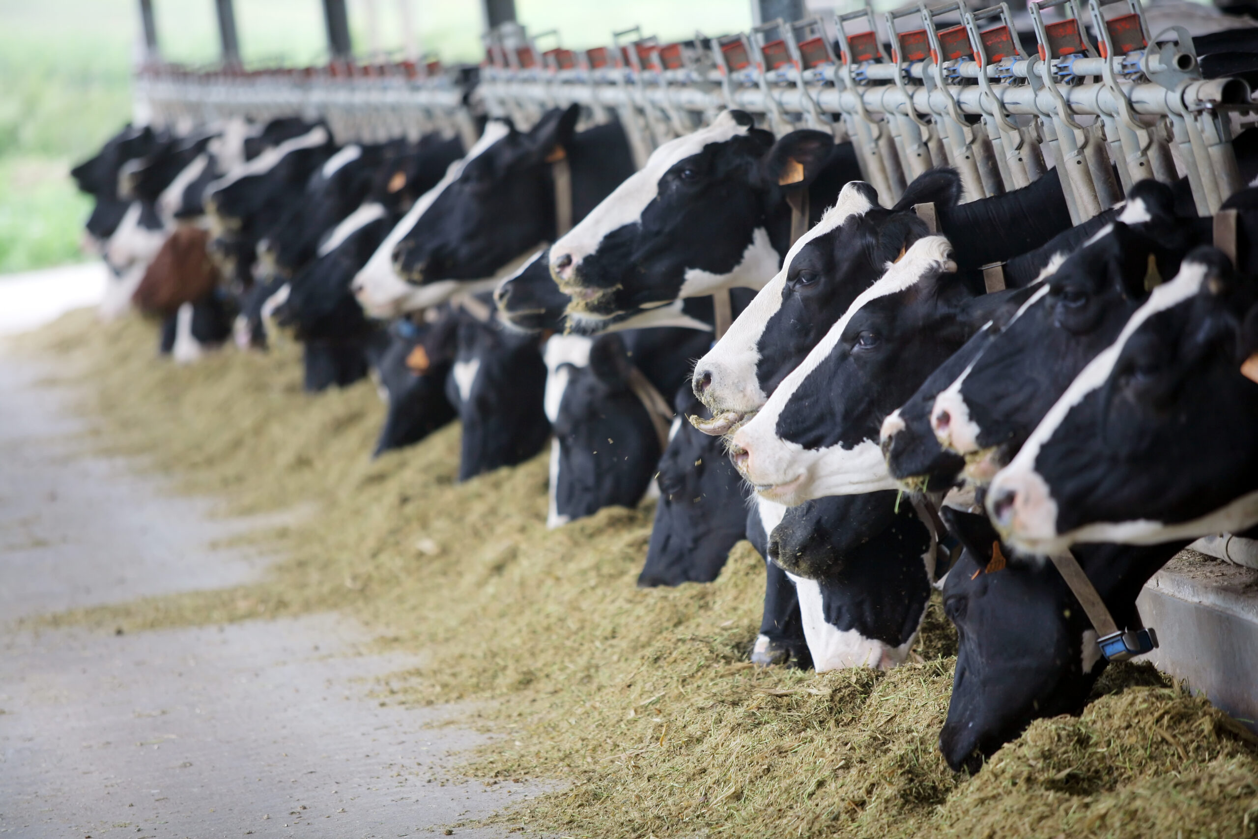 Holstein cows