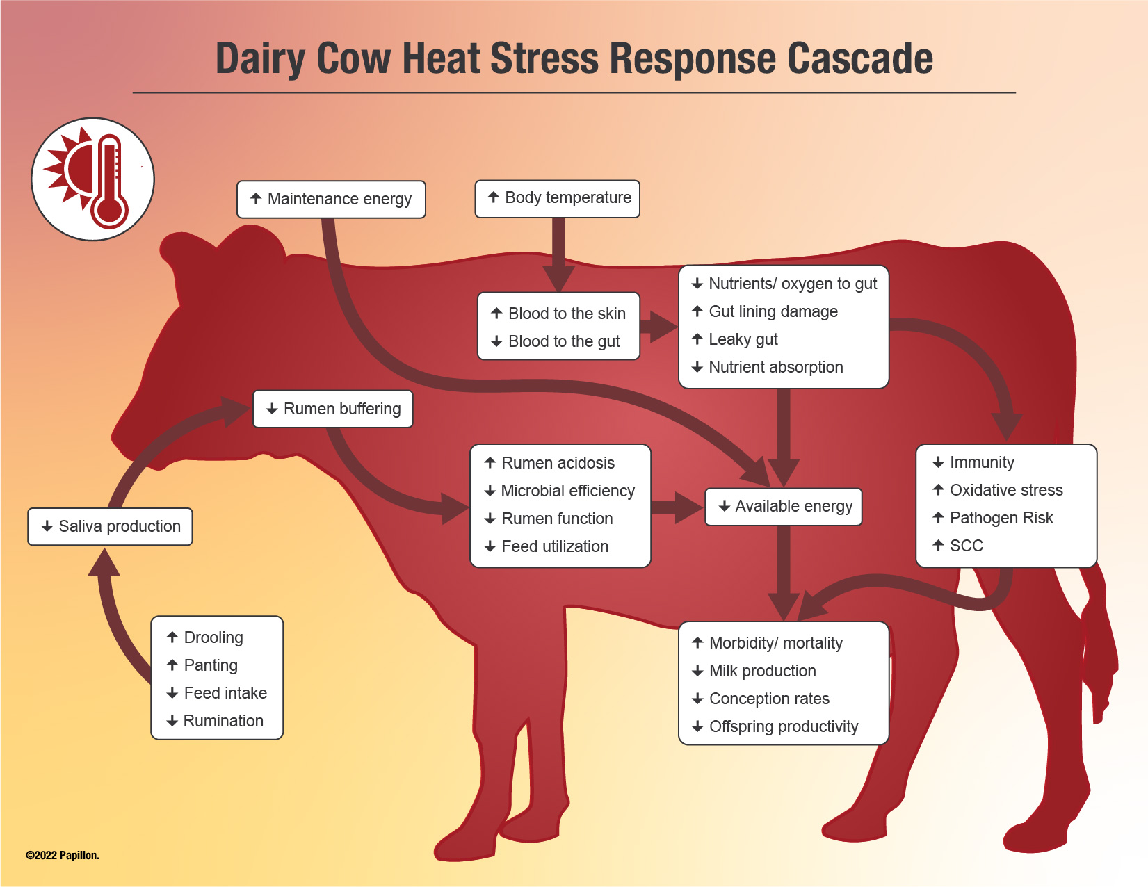 Dairy cow heat stress response cascade