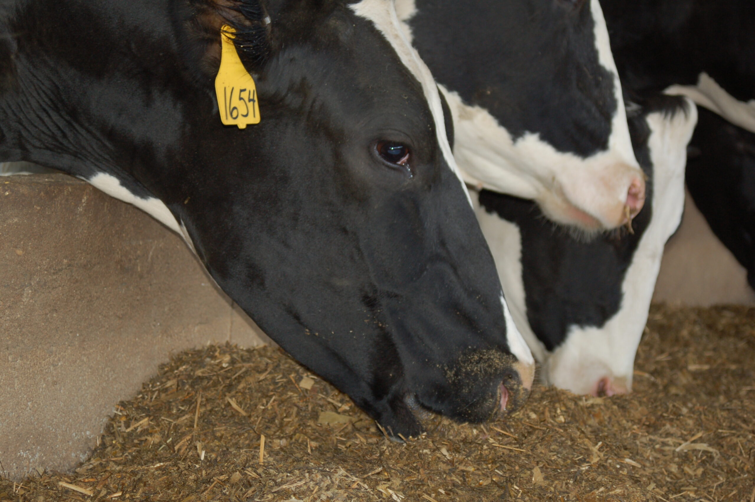 You are currently viewing Feed Additives: A Necessary Tool for Overcoming Cow Heat Stress