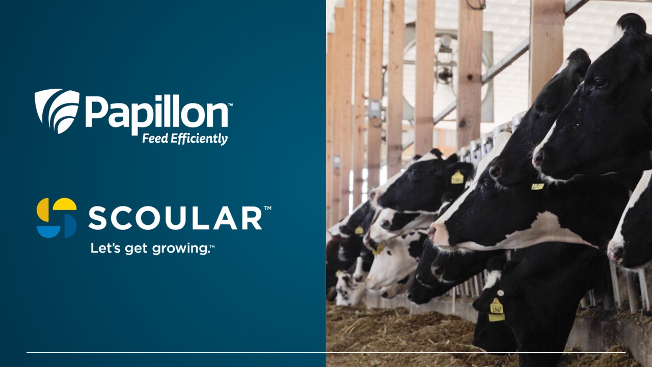 You are currently viewing Papillon Agricultural Company and Scoular  partner on bypass protein products for dairy feed
