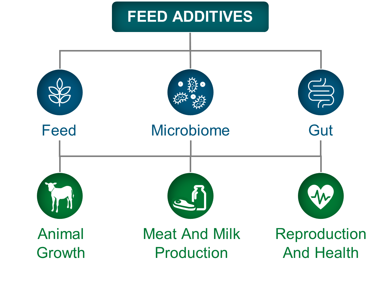 PAC Facts What Are Feed Additives For Dairy Cows Papillon 