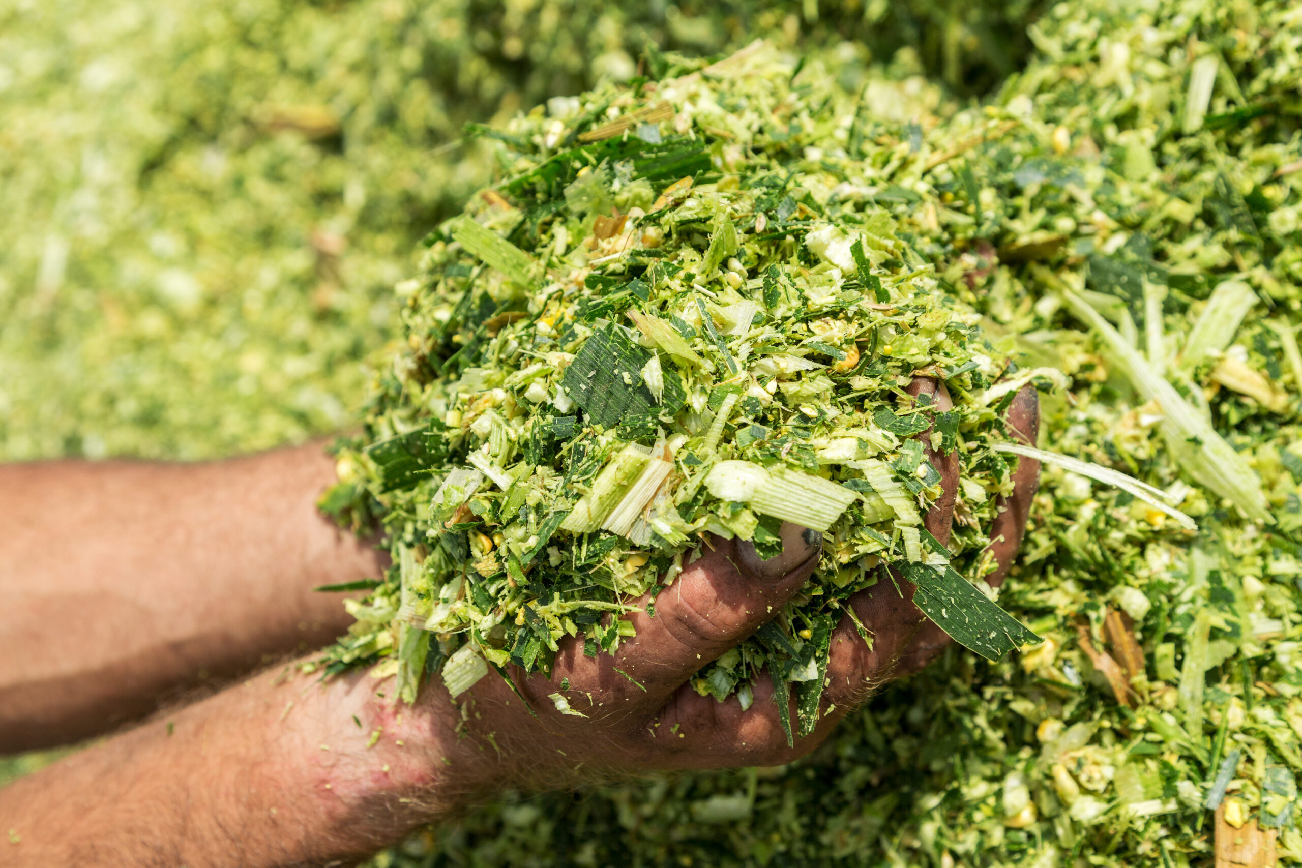 silage