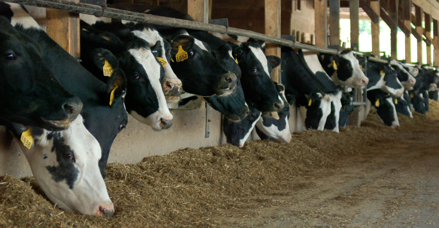 Feed Additives 101: Supporting animal health and performance - Papillon  Agricultural Company