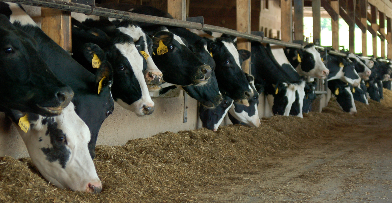 dairy cows eating