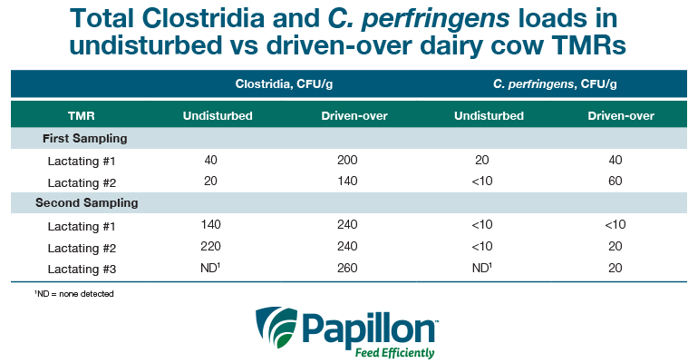 Total Clostridia and C. perfringens loads in undisturbed vs driven-over dairy cow TMRs