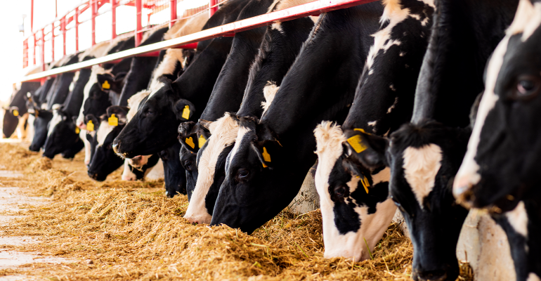 dairy cows eating