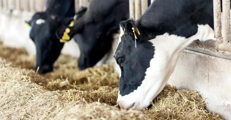 dairy cows eating