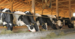 dairy cows eating