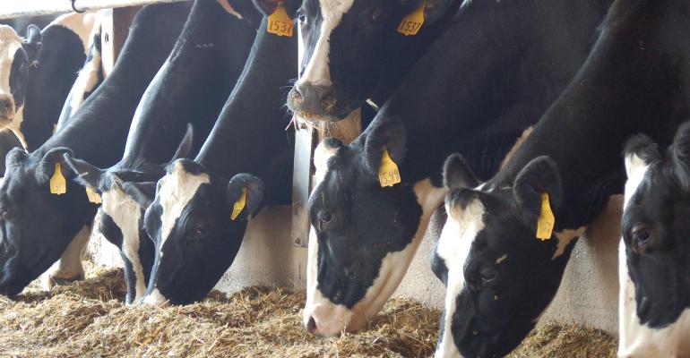 dairy cows eating