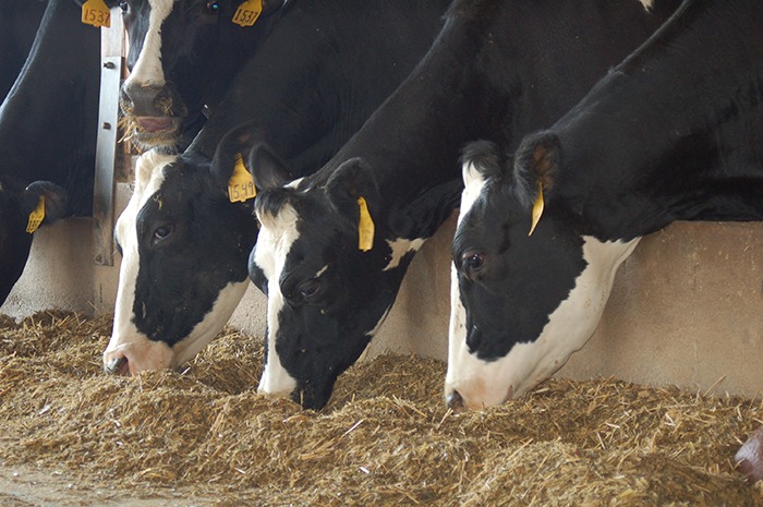 dairy cows healthy guts