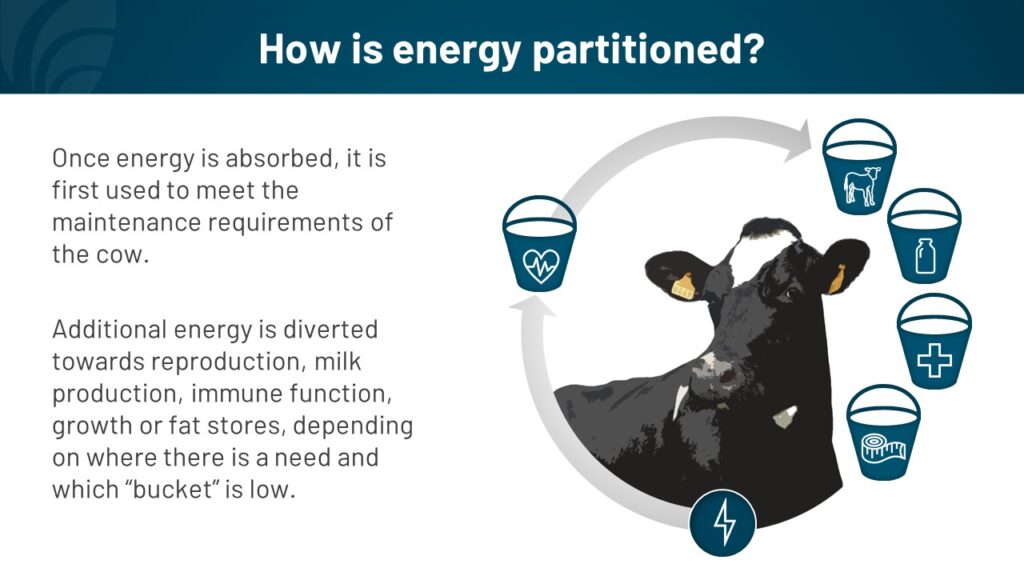 Energy Partitioning Buckets