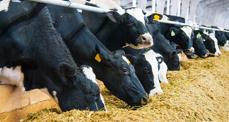 dairy cows eating