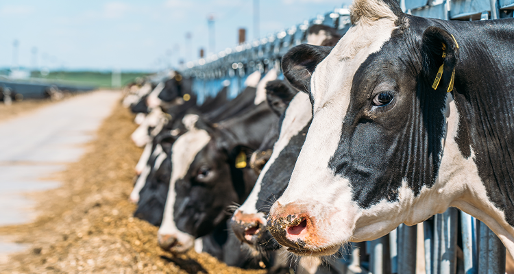 Cows Eatting