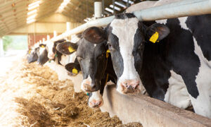 holsteins eating
