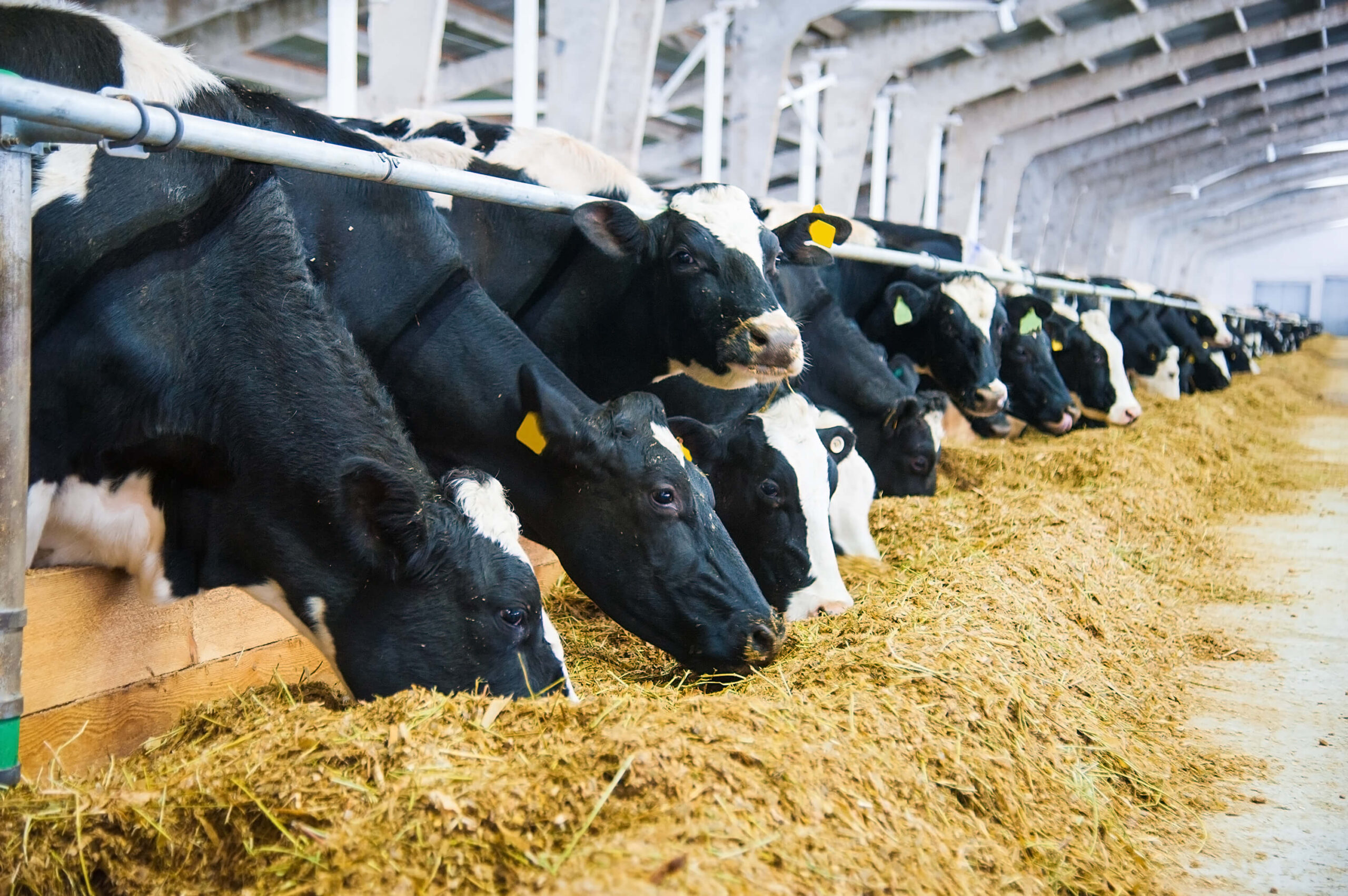 cows eating proteins in dairy rations