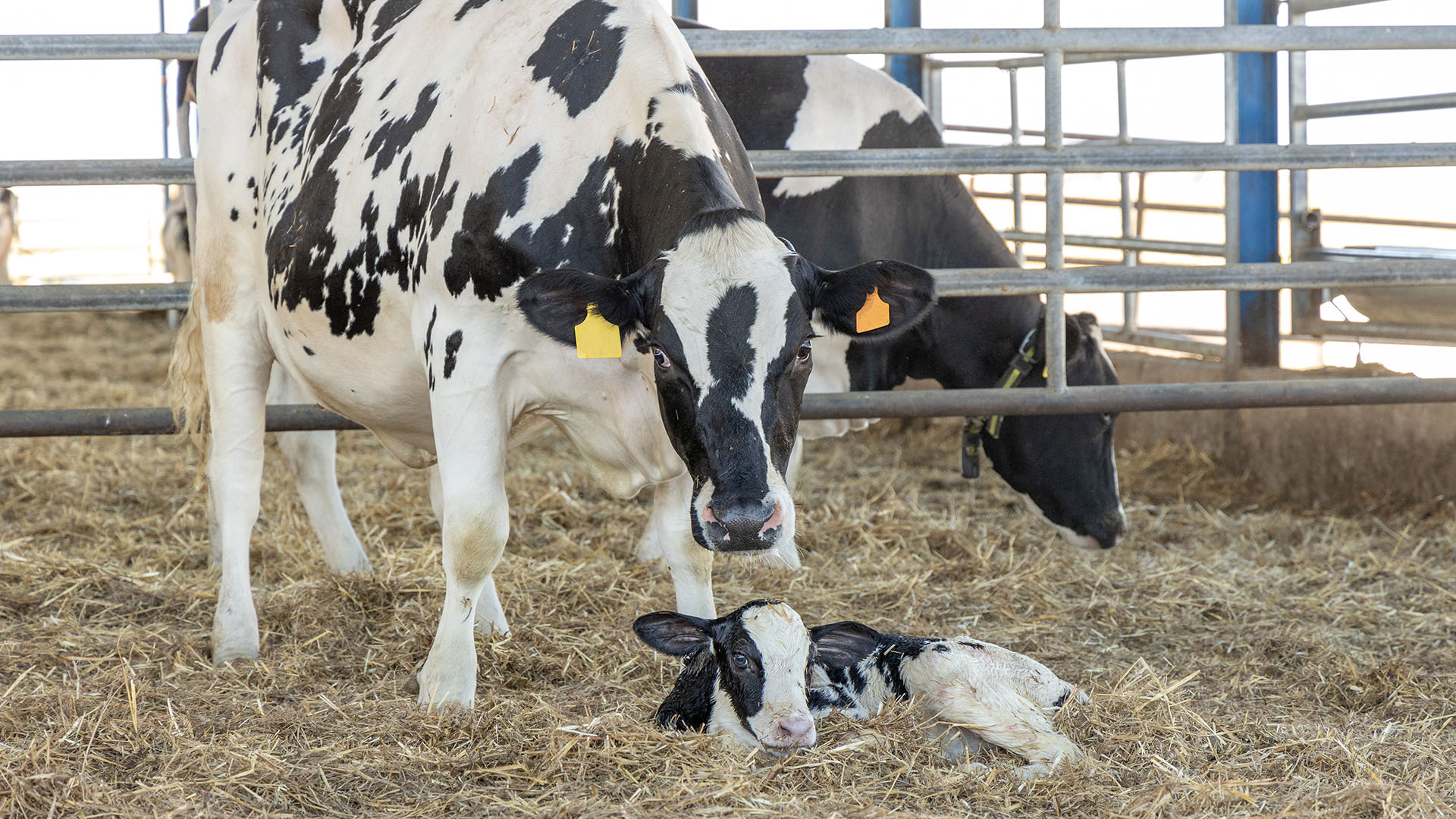 More Productive Cows