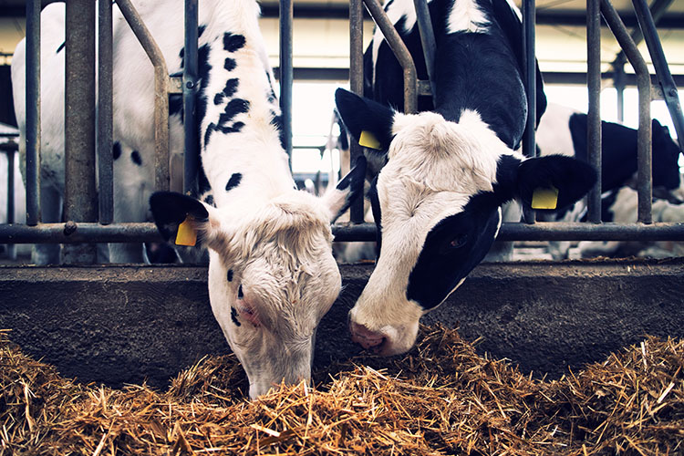 two cows eating high quality diet