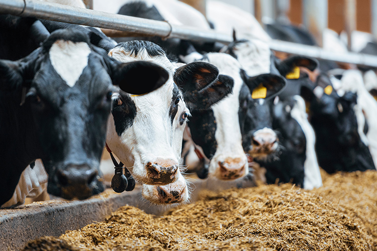 dairy cows eating