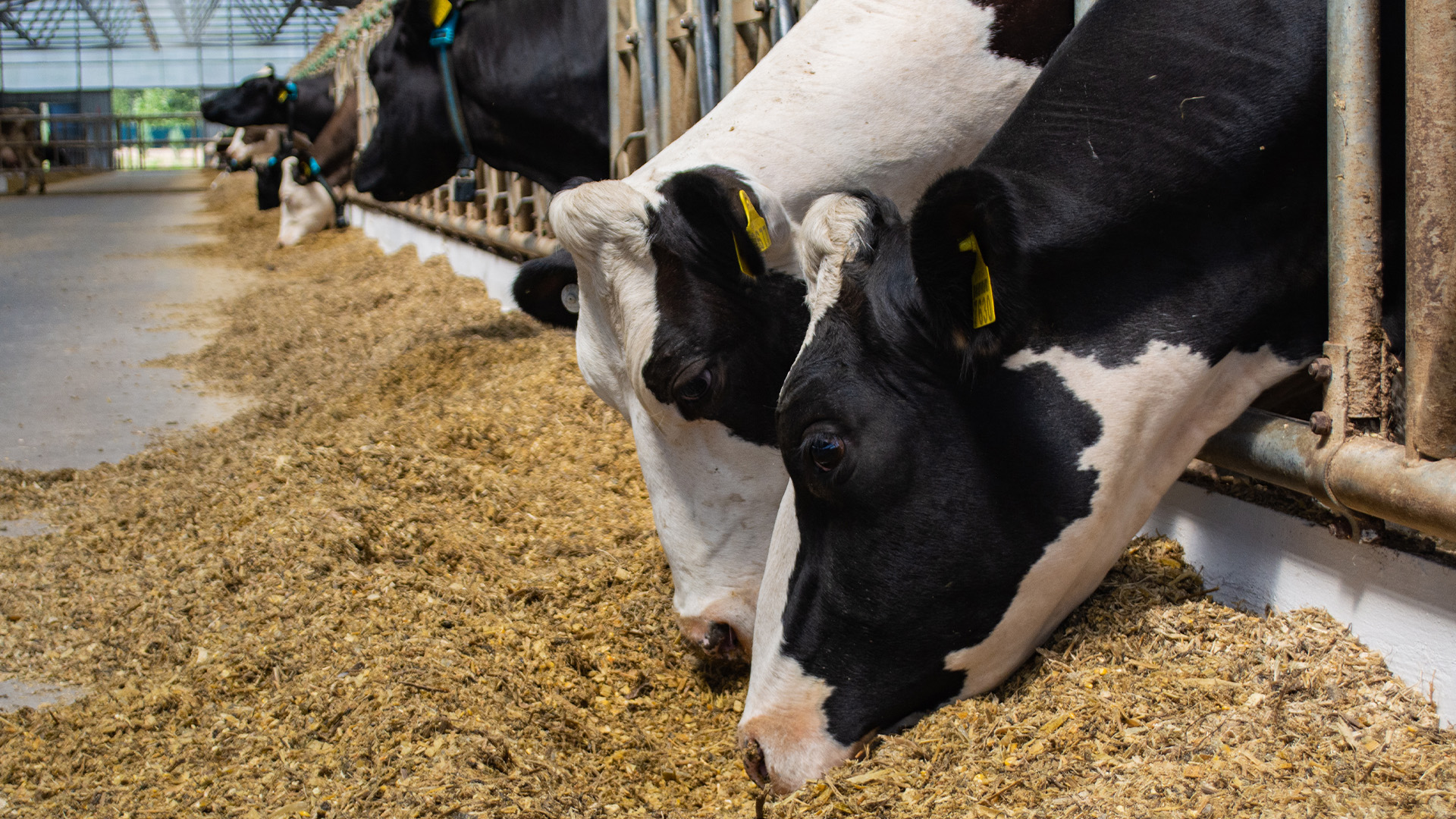 dairy cows eating