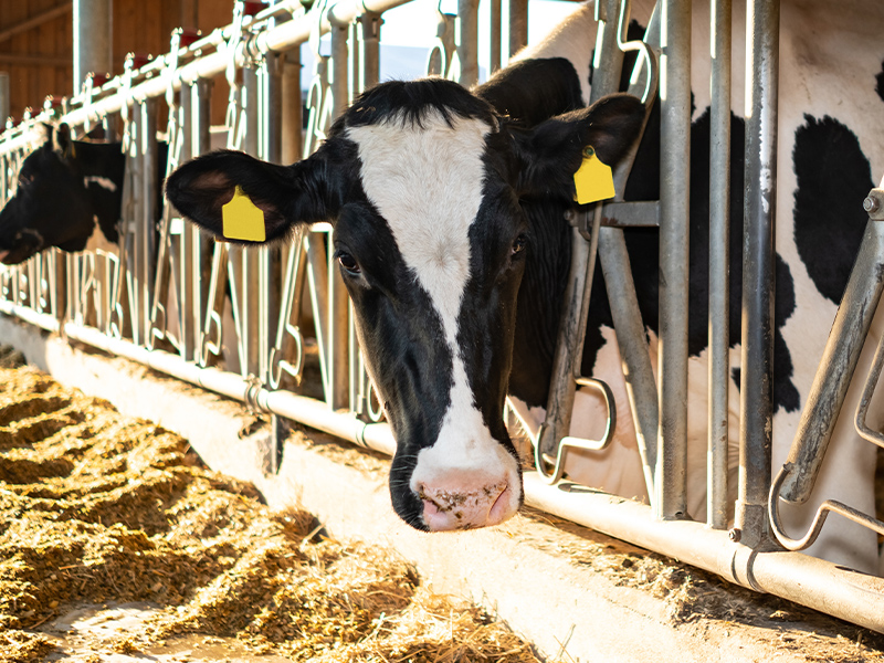 Holstein Eating