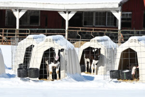 baby cows in huts