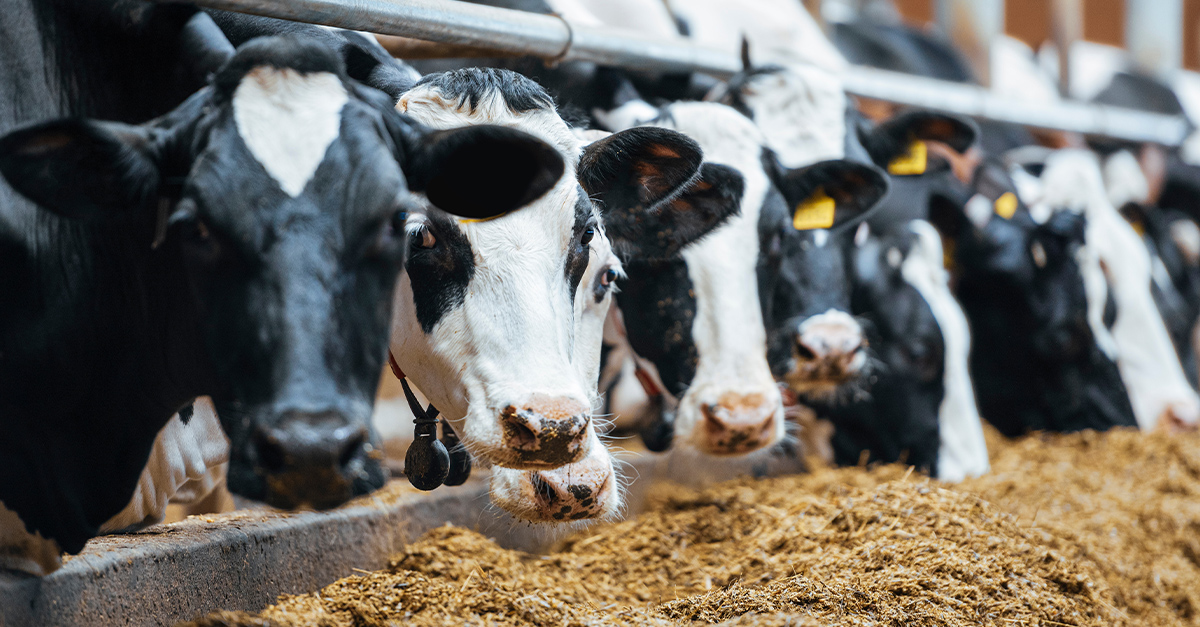 dairy cows eating
