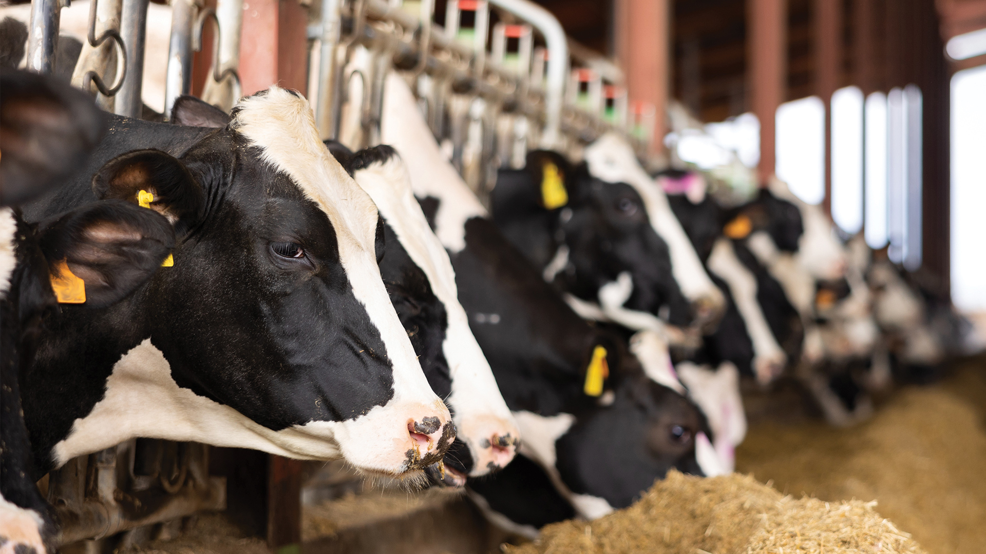side view of cows eating