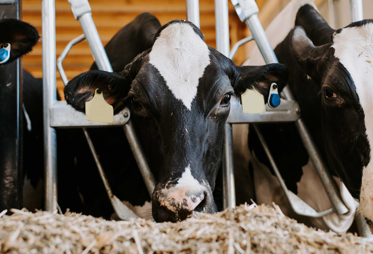 lactating cow