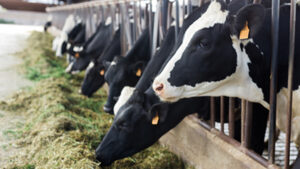 dairy cows eating min-ad