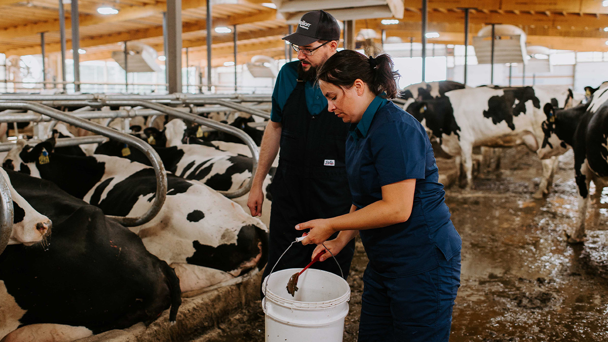 feeding cows